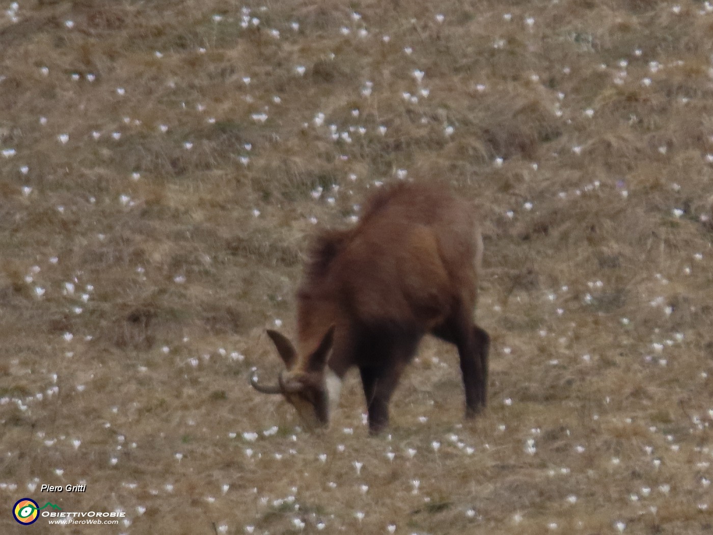 72 E io, camoscio, senza neve, posso mangiare.JPG